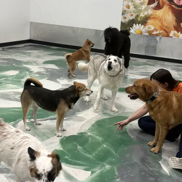 Dog daycare fun at K9 Rox Club